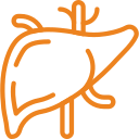 Ícono de un hígado humano en color naranja, representando la anatomía y función del órgano en el sistema digestivo. Ideal para temas de salud y anatomía.